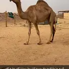 للبيع جذعة لقحه علا جميع الشروط ممشاه وطبعها كفو