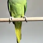 دره هنديه اليفه ( تم البيع )