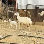 نعجه والد