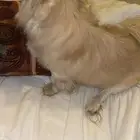 كلب للبيع نوعه البيكنيز عمره سنتين