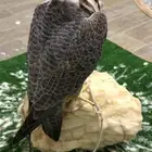 شيهانه ام ثالث