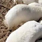 ذبايح