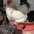 دجاج تركي وديك براهما