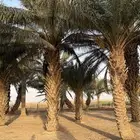 للبيع ثمر نخل العدد حول 100 نخله سكري خلاص شقرا ونواع ثانية