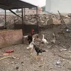 دجاج باكستاني