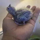 فرخ روز يقبل غر