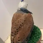 سلام عليكم طير باشق صحته زينه معا اقراضه كل ابوها