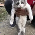 قطط شيرازي اناث للتبني ( رجال المع )