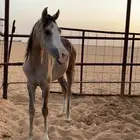 مهره للبيع