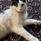 قطط للتبني