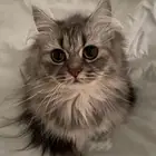 انثى لتزاوج