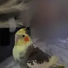 كروان كوكتيل ذكر اليف