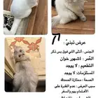 قطط تبني