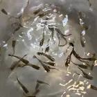 سمك جوبي الحبه ريالين للجمله