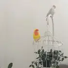 ببغاء الروز