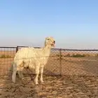 خاروف مشروع فحل العمر 8 شهور