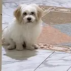 مالتيز