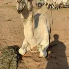 للبيع قعود باتلي ثني فحل