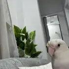 روز انتاج ذكر يطلب تزاوج عمره سنه