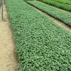 شتلات طماطم عرين و بونكام هجين