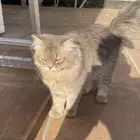 بسيس البف للبيع