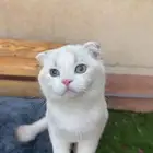 قط سكوتش فولد للبيع