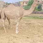 ابل