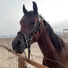 حصان شعبي للبيع