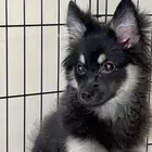 كلب بومريننيان ذكر العمر 5 شهور