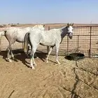فرس شعبيه