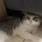 قطه هادئه للتبني