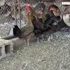 دجاج ترثه