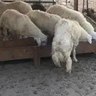 طليان حري نظيف
