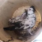 حمام
