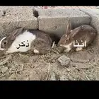 ارانب للبيع