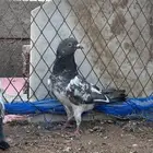 حمام باكستاني كمنقر