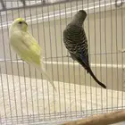 طيور بادجي. ((تممم البيعع ))