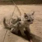 قطة مفقودة