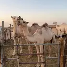 بكرتين شقح رمانيات