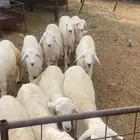 ذبايح