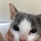 قط صغير