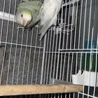 زوج روز منتج ابرق و أكوا تفاحي