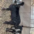 معزا شرط اصحه وكل شي