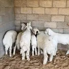 طليان حريات ورخله حري