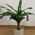 شجرتين زينه