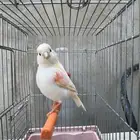 ماشاءالله أنثى كناري رد فاكتر