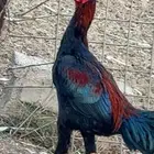 ديك العمر 4 لا 5 شهور