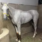 حصان ورق والبيع شعبي