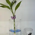 سمك الزينه  هدايا