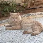 قط ذكر ضايع في الجوهره بليز اللي له يتواصل معي